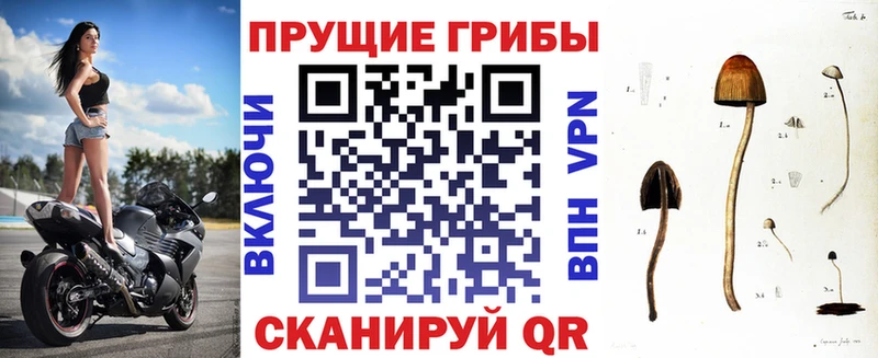 купить  цена  Дорогобуж  Галлюциногенные грибы Magic Shrooms 